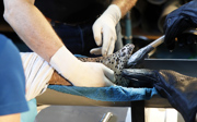 Internationally pioneering work: moray eel under the knife