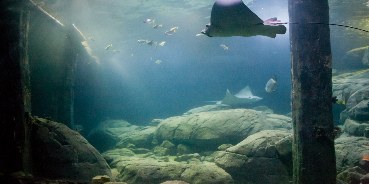 Ocean team catches 21-kilogram adult eagle ray
