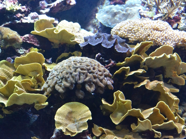 Coral