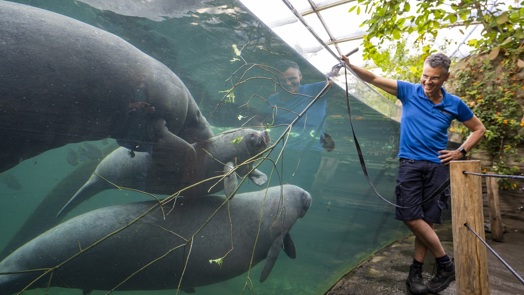 Manatees celebrate anniversary with tender branches
