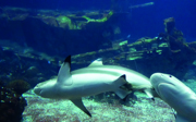 A blacktip reef shark pup!