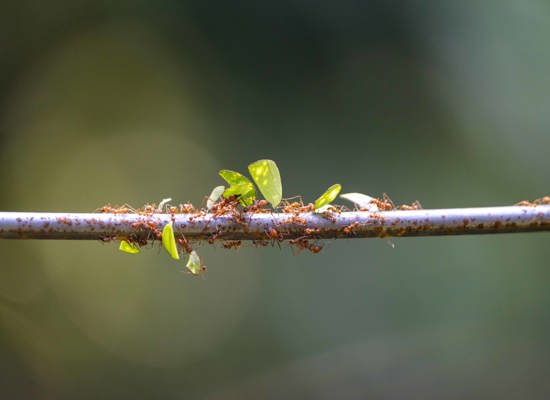 Leaves walk through tropical rainforest 