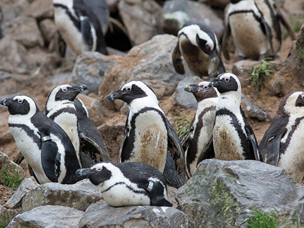  Penguin day out