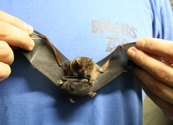 Dennis cares for Seba’s short-tailed bats