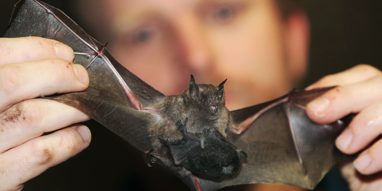 Counting bats