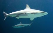 Special transport: shark