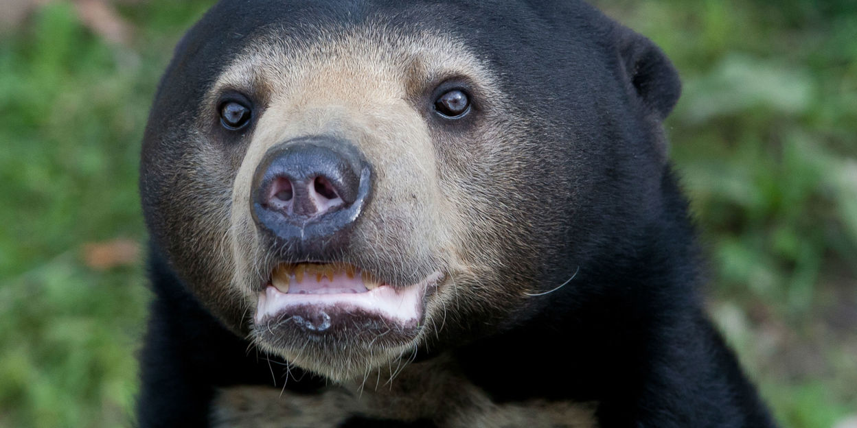 German specialists research fertility in bears