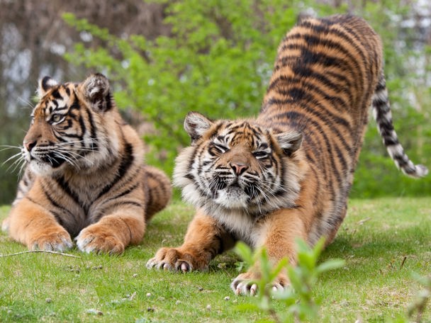 Breeding programmes