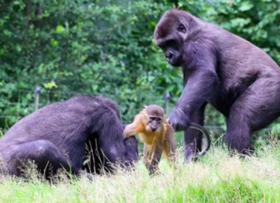 Gorillas VS mangabeys