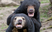 A rare sight at zoos: the sun bear