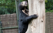 Scottish Boar stimulates Arnhem she-Bears