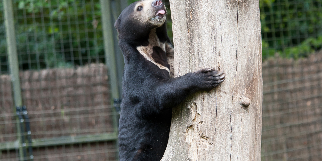 Scottish Boar stimulates Arnhem she-Bears