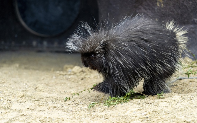 New species: Burrowers and tree climbers
