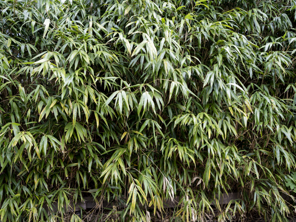 Plants