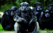 Food dispensers in the chimpanzee enclosure