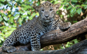 Magnet boxes in the leopard enclosure