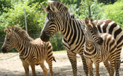 What is an eco-display? The Safari