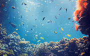 The tropical coral reef of the Ocean