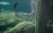 Arnhem eagle ray to France