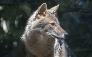 Golden jackals set to move on Thursday, 14 April