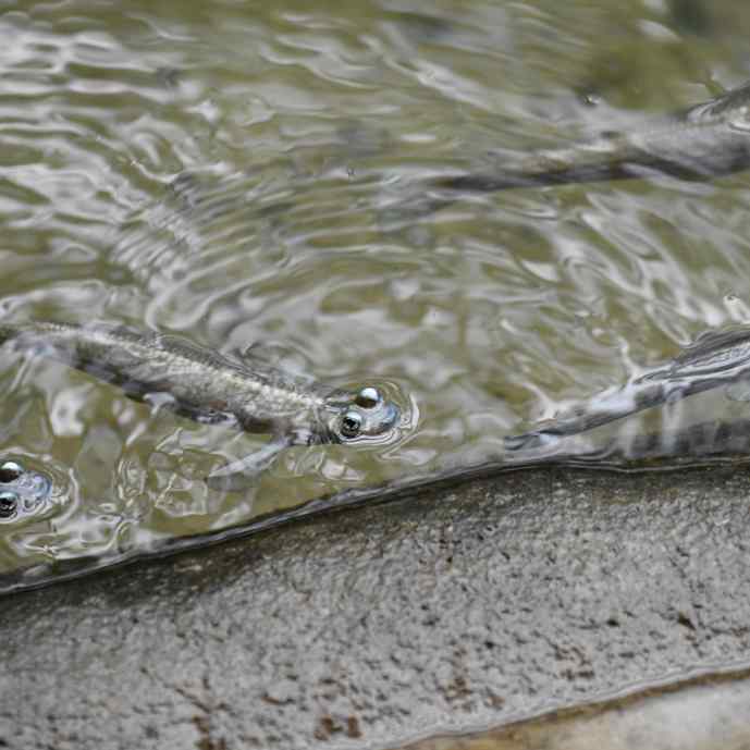 Four-Eyed Fish