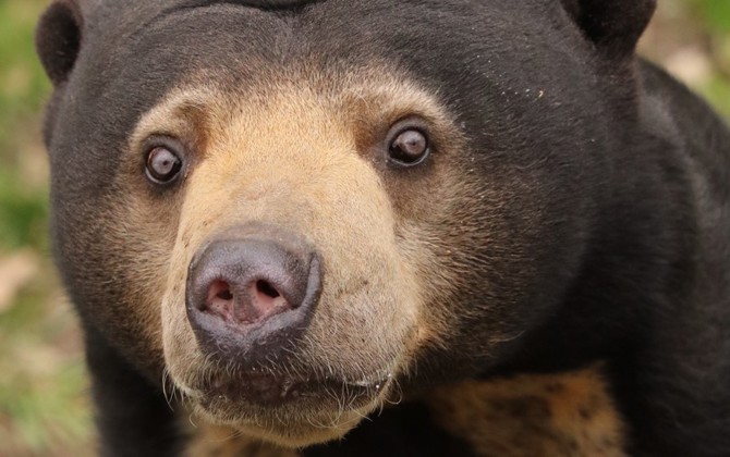 Behavioural enrichment for inquisitive sun bears