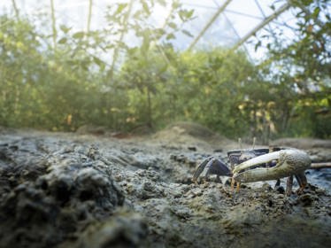 Mangrove Goed