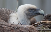 Arnhem vultures take to the skies above France and Bulgaria