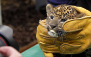 Sri Lankan leopard vaccinated