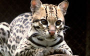 The little cats of Belize
