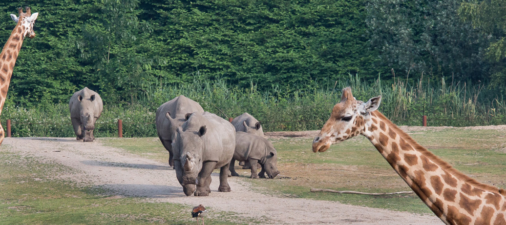 Royal Burgers’ Zoo Visitor Regulations