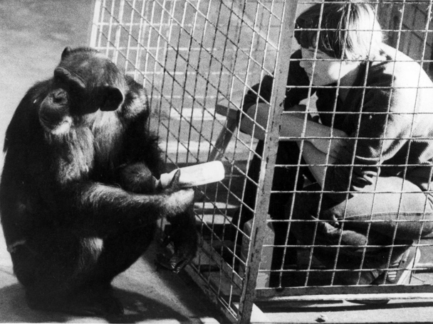 Famous chimpanzee colony