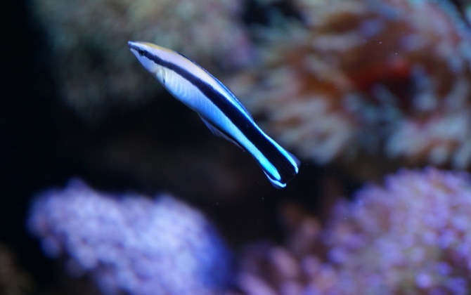 Symbiosis: the bluestreak cleaner wrasse and its host