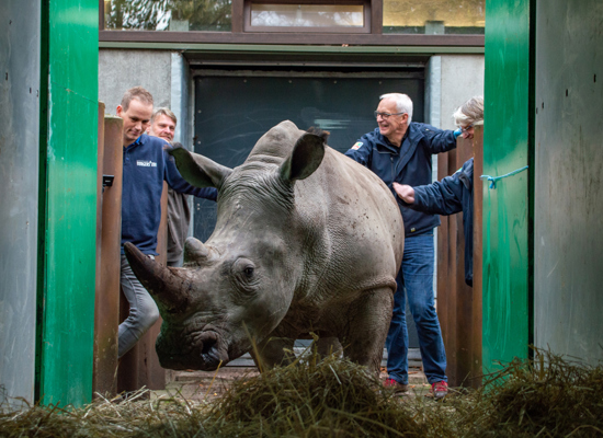 Two Arnhem rhinoceros travel north