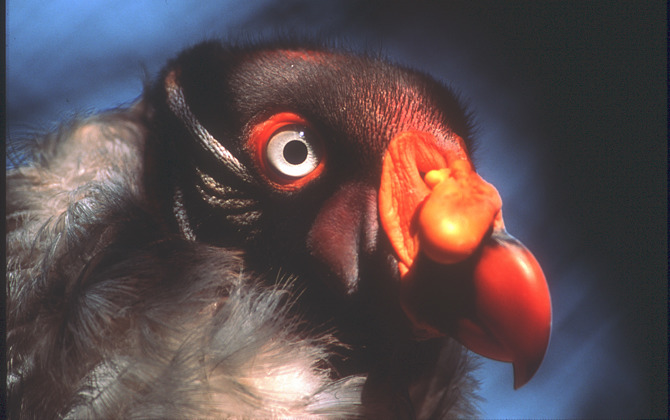 Hand-rearing king vultures