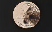 Breeding crabs is true pioneering work!