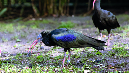 A supportive role for the Northern Bald Ibis