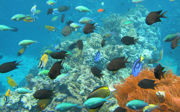 Using knowledge of corals to restore coral reefs