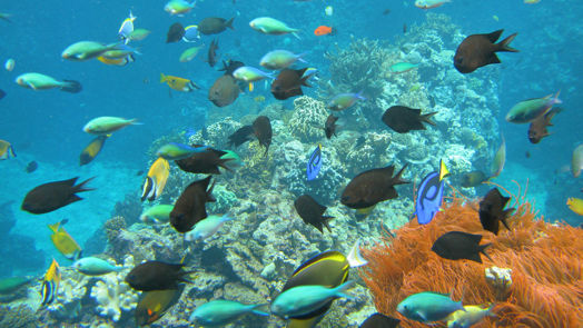 Using knowledge of corals to restore coral reefs