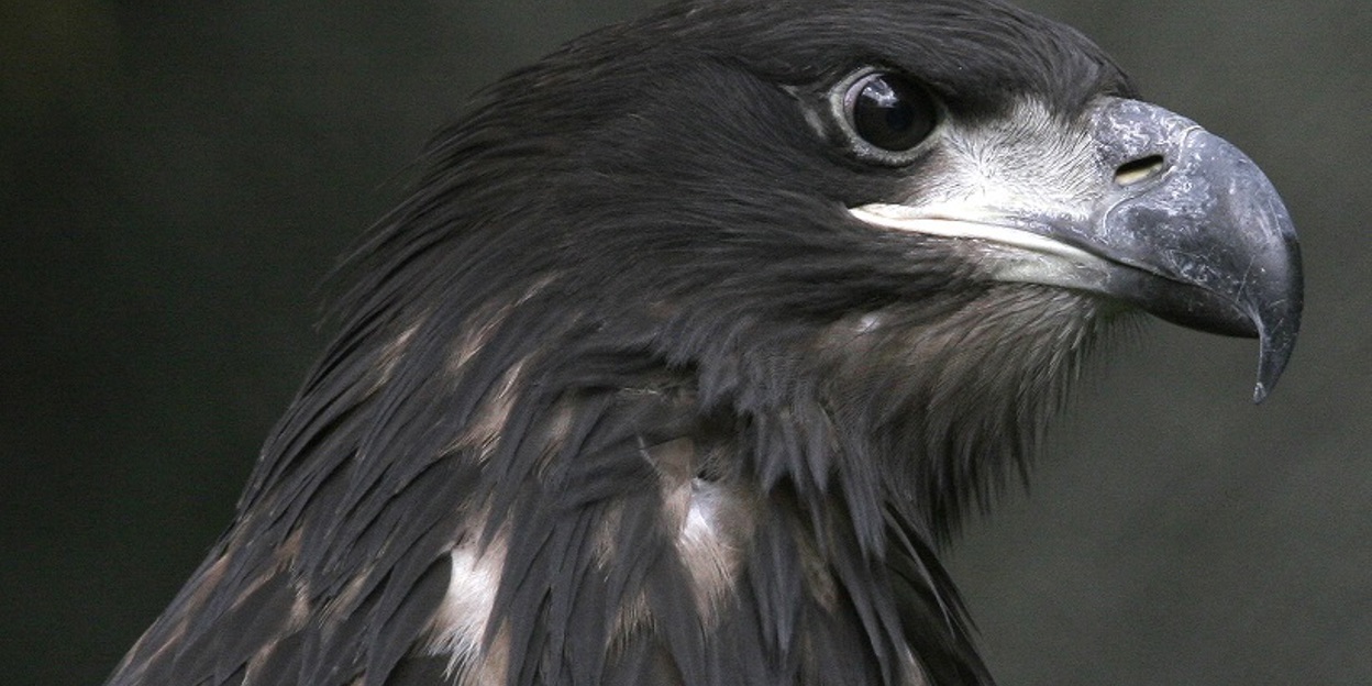 Arnhem white-tailed eagles brave Israeli airspace
