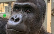 Burgers' Zoo ontvangt zilverrug uit Warschau